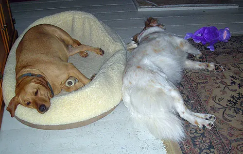 sleeping-dog2