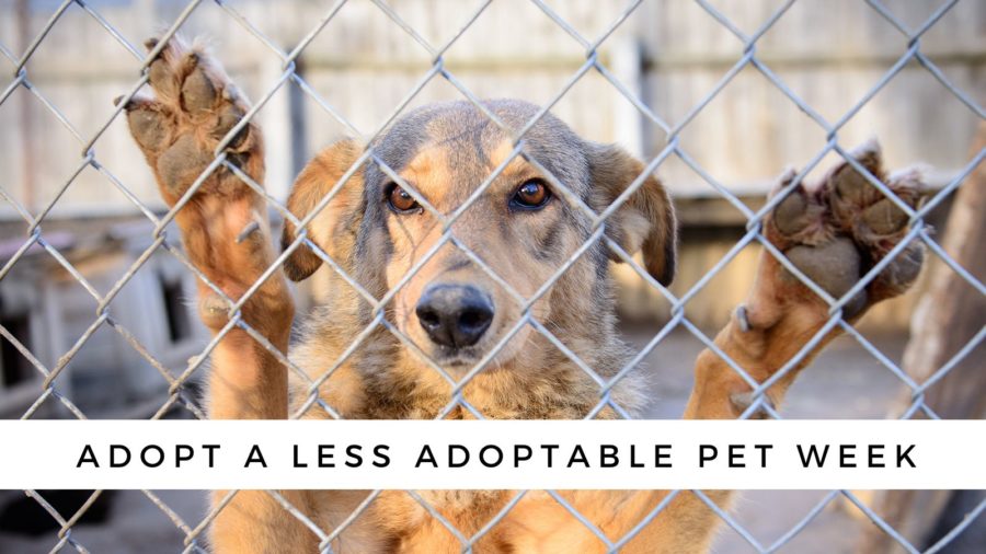Adopt a Less Adoptable Pet Week helps shine on spotlight on pets that often have very long shelter stays