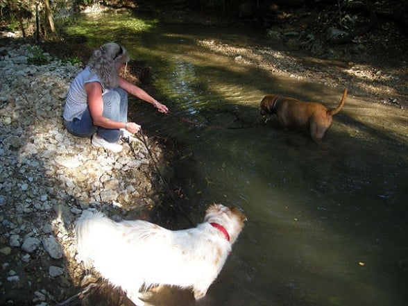 creek-4-dogs-swimming