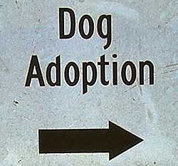 dog-adoption-sign