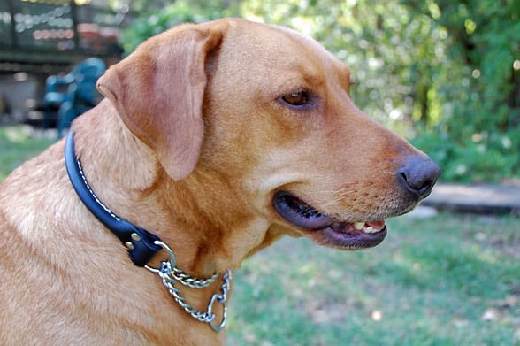 rolled martingale collar