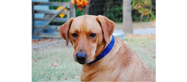 Dishlickers Design Flea Taxi Dog Collars Review