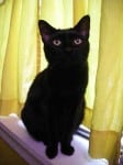 Black cat Inca