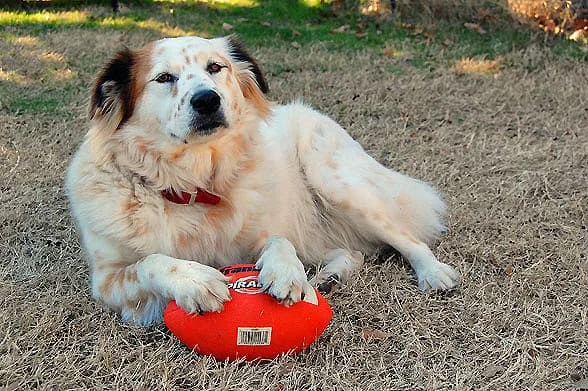 dog with football