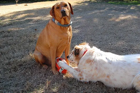 two dogs with football