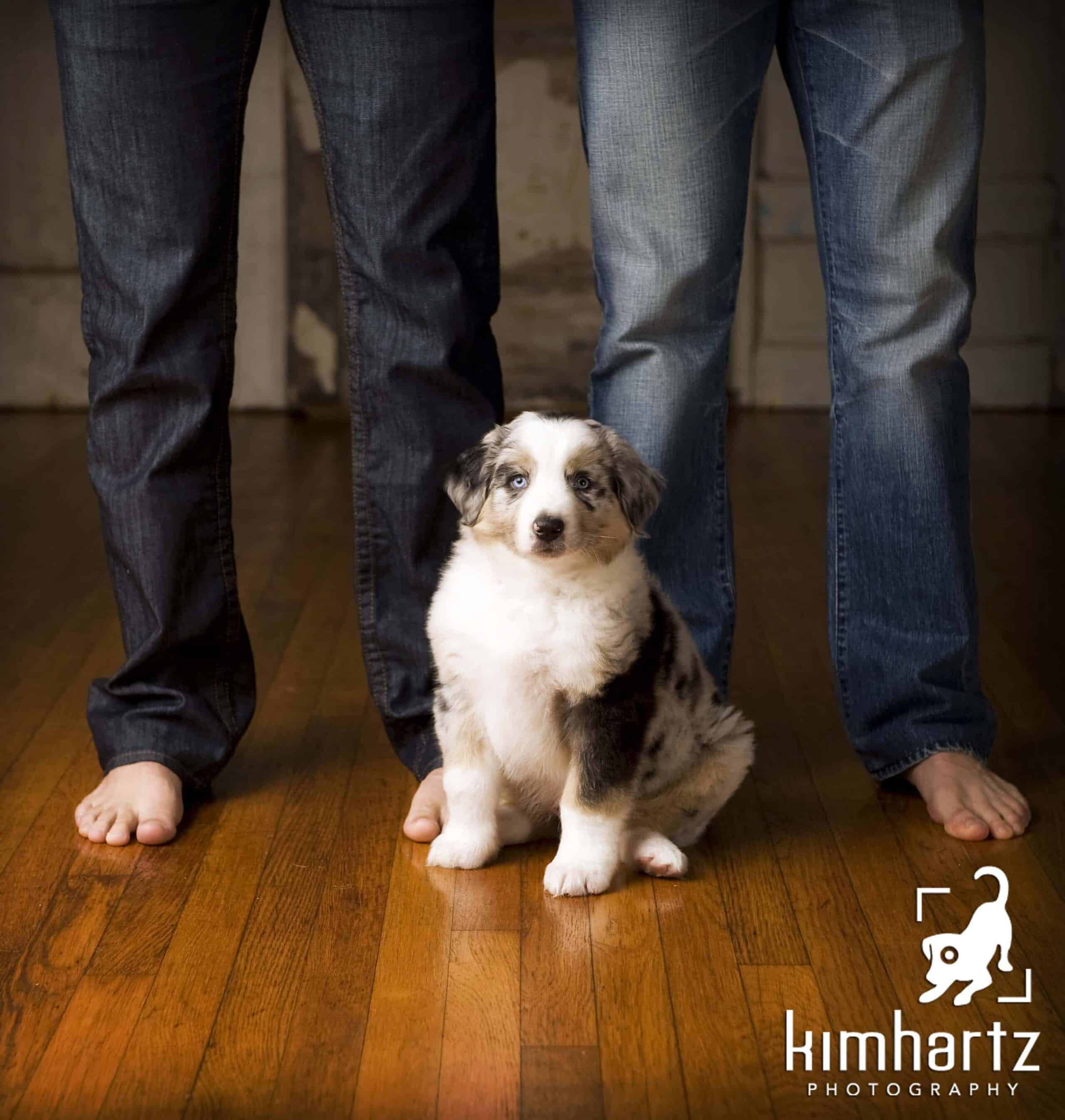 Puppy Photography: How to Photograph Your Puppy