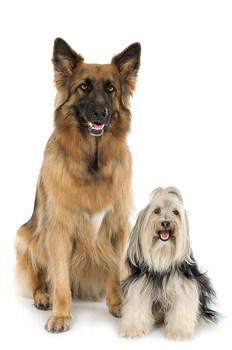 dogs vs zoology dog facts comparing cost annual classification animals