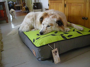 P.L.A.Y. Dog Bed and dog