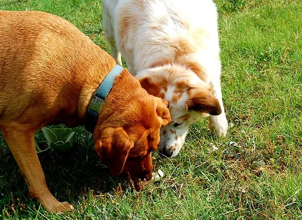 dogs with easter eggs