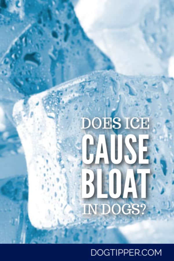 does ice cause bloat in dogs