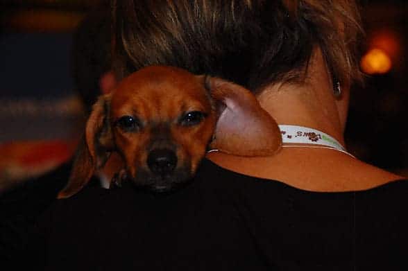 cute-puppy