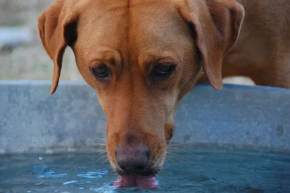 dog drinking water outdoors
