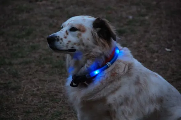Glowdoggie lighted dog collar