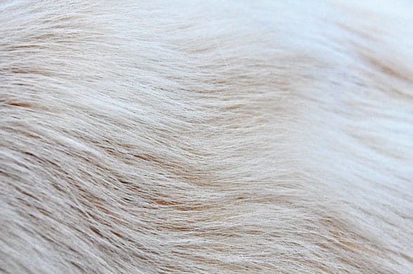 white stuff on dog fur