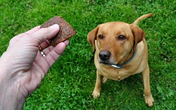 chicken liver training treats for dogs