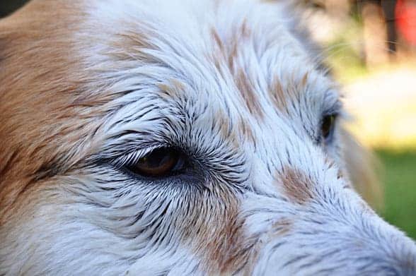 365-wet-dog