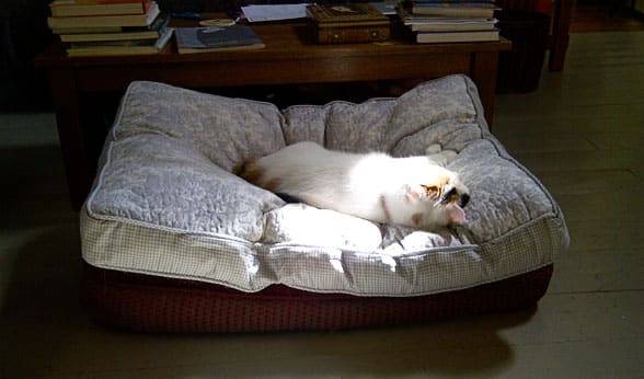 coco-beds