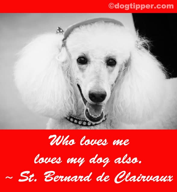 quotes from red dog