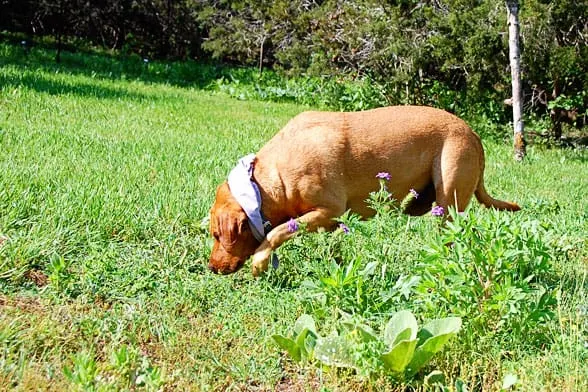 easter egg hunting dog