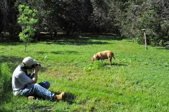 photo of dog hunting easter eggs