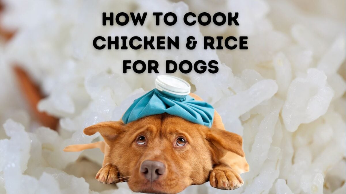 How to Cook Chicken and Rice for Dogs (with EASY Directions!)