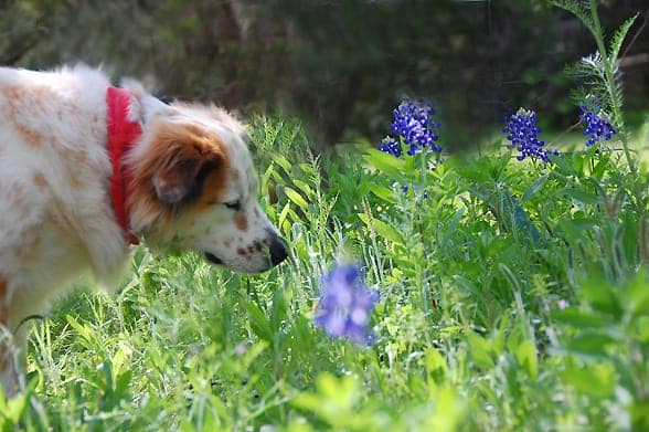 tiki-bluebonnets-edit