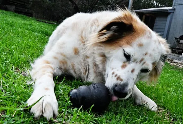 dog chewing on KONG toy