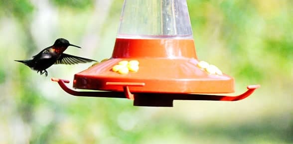 ruby-throated-flying