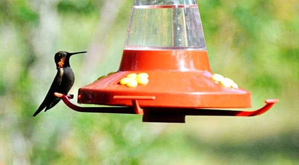 ruby-throated-sitting