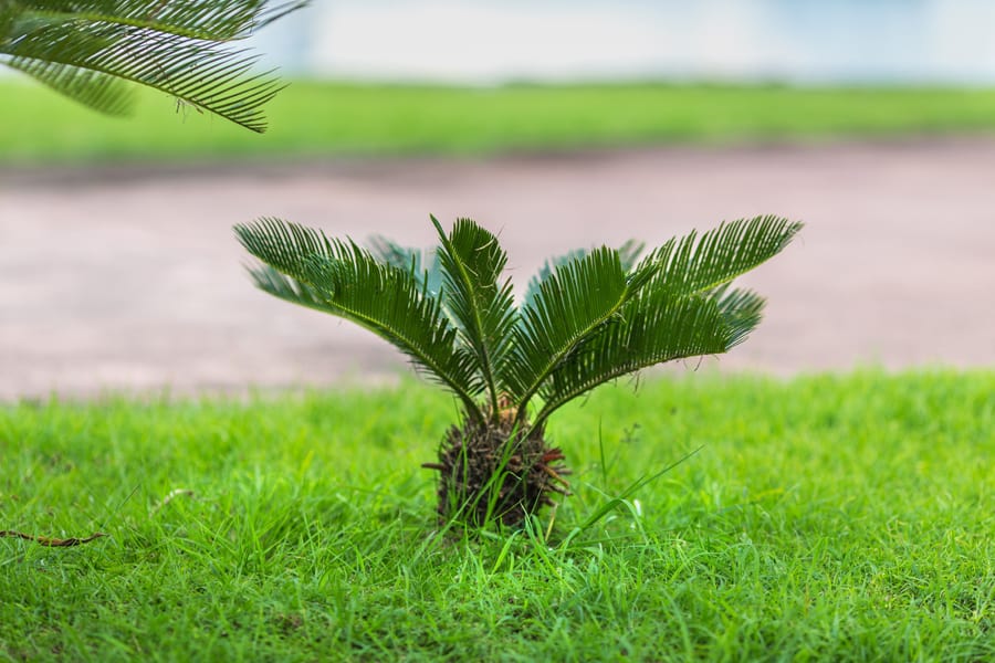 are palm tree seeds bad for dogs