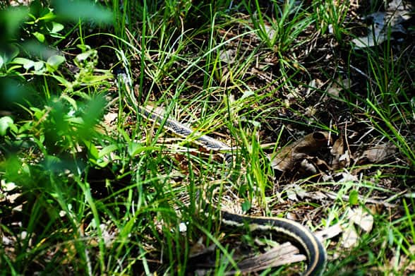 snake