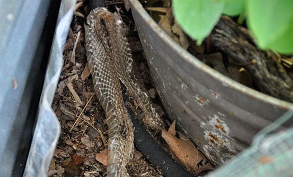 snakeskin