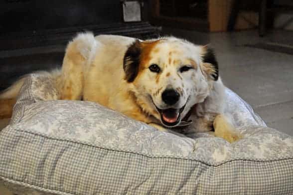 tiki-bed