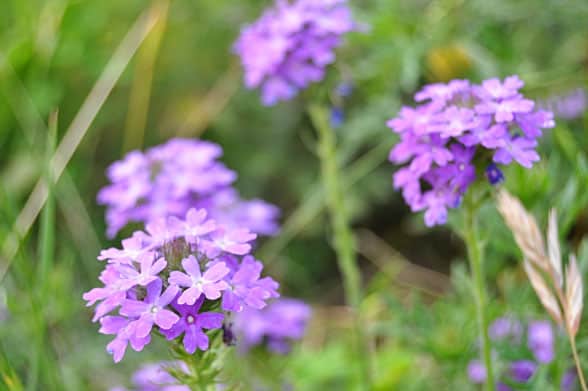 verbena