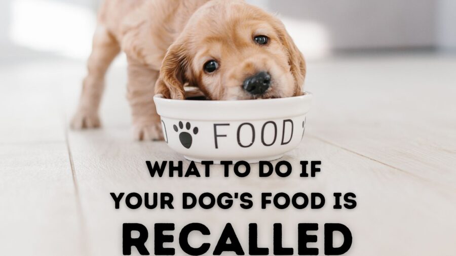 What to do if your dog's food is recalled 