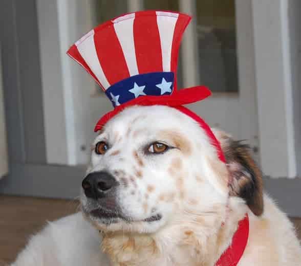 Staying Safe on the Fourth of July: A Veterinarian’s Tips