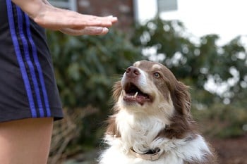 Choosing a Dog Trainer and Training Method