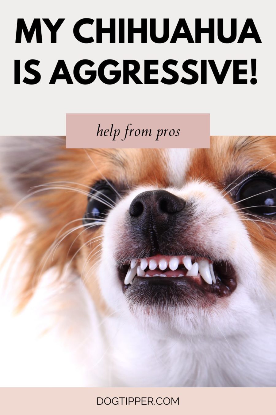 My Chihuahua is Aggressive! {Expert Advice from 2 Pros}