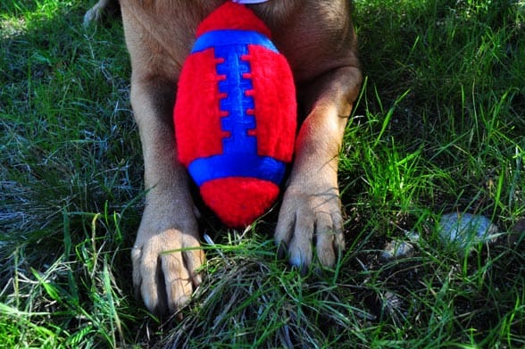 football-paws