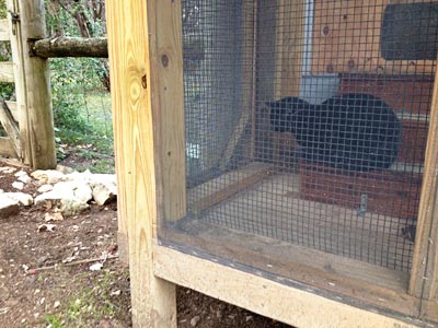 inca-catio