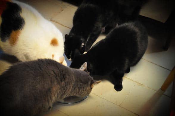 inca-friends