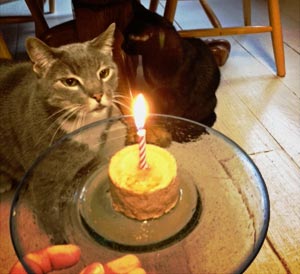 linus-cake