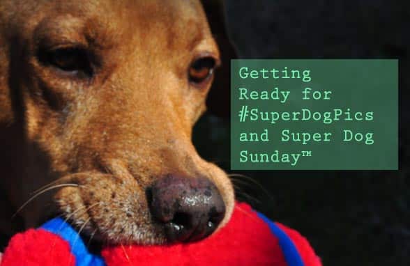 365: Getting Ready for #SuperDogPics – Say Cheese!