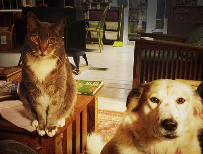 365: Bookstore Research