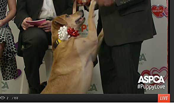 aspca2