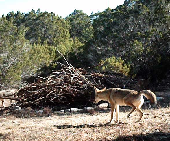 coyote-marking