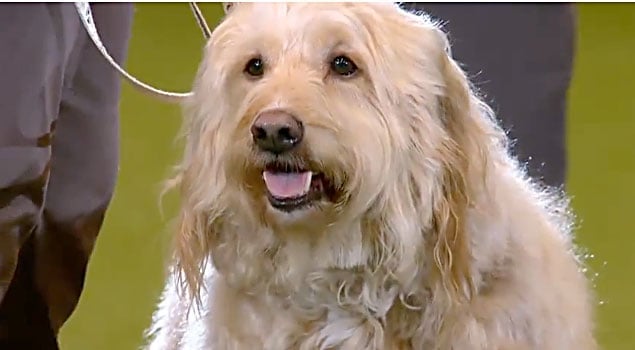 A Rescue Dog Proclaimed Winner of Scruffts