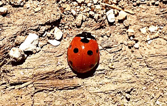 365: Ladybug Love