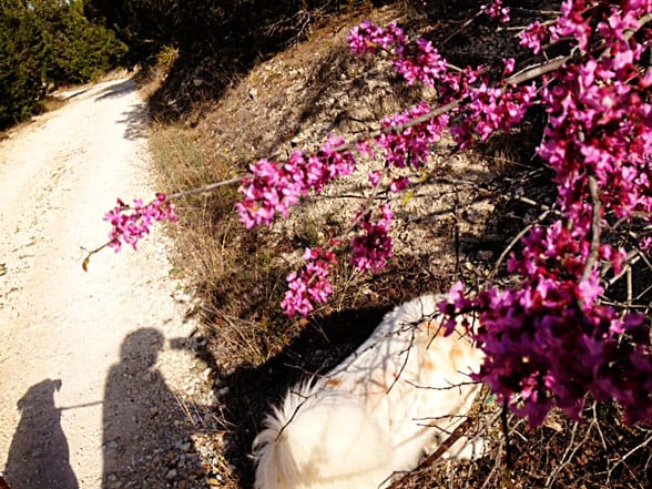 365: Redbuds & Rovers