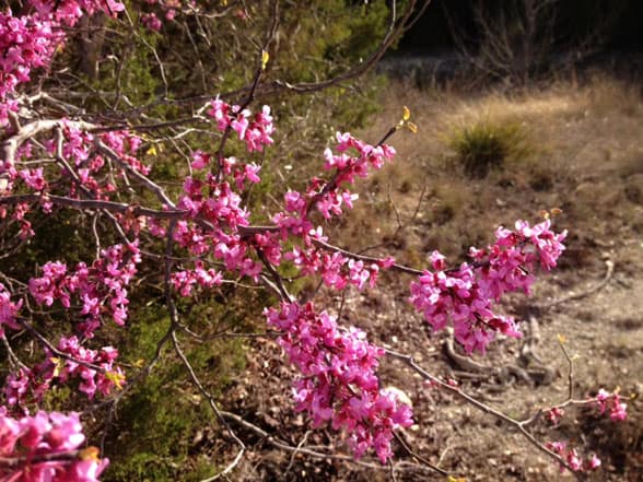 redbud3